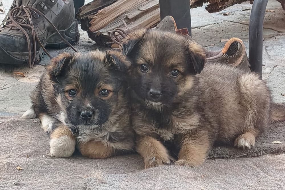 Отдам щенков мальчик и девочка