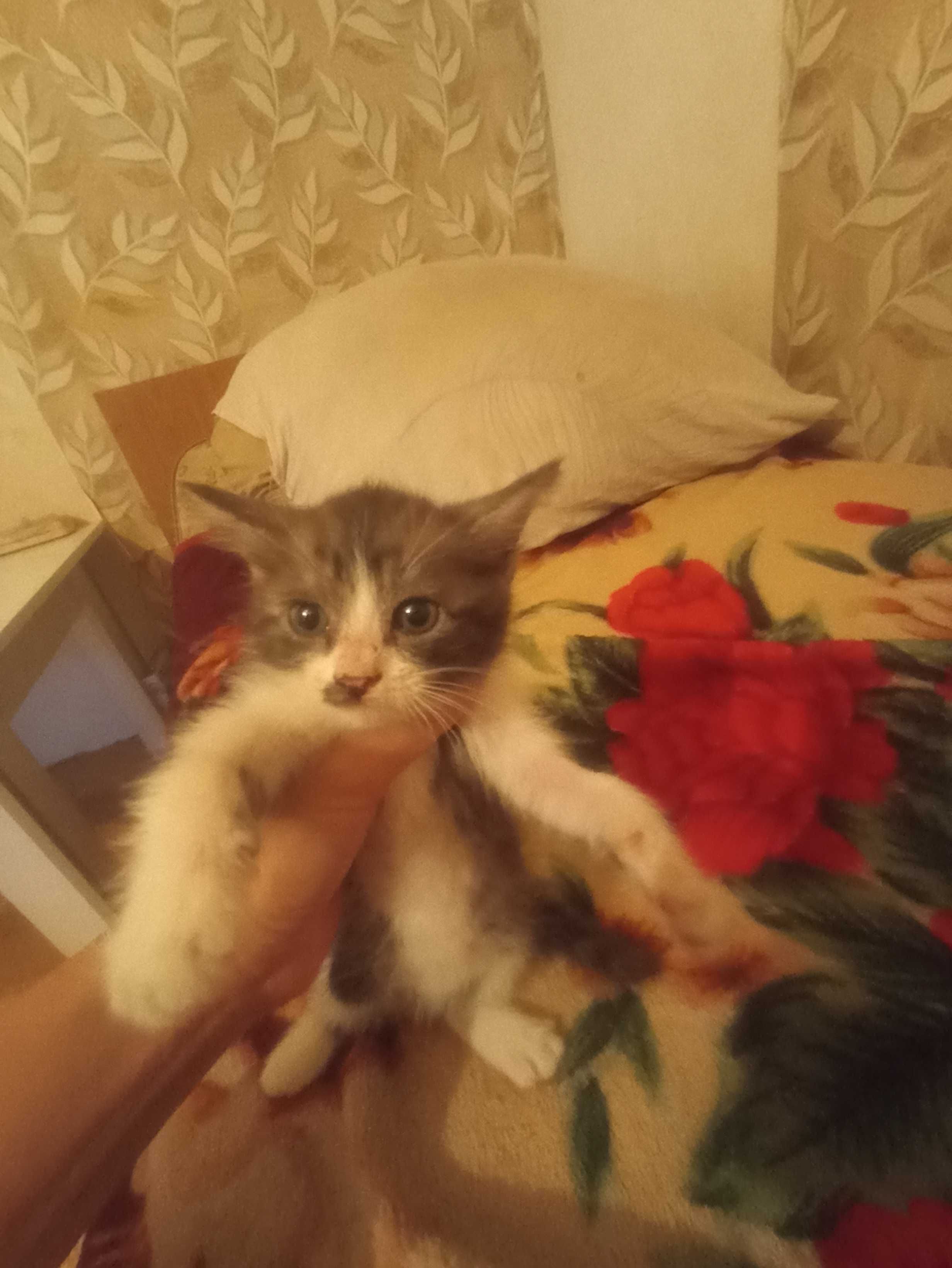 Котенок в добрые руки.