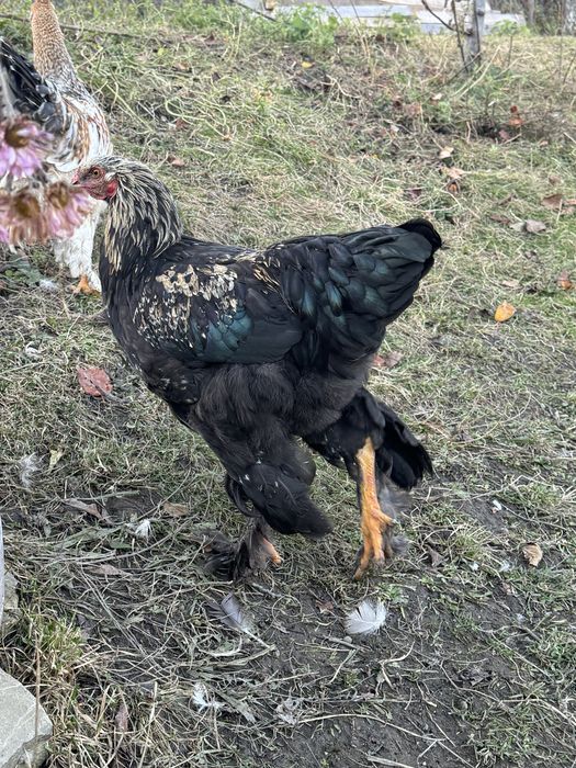 Cocoșii  de vanzare