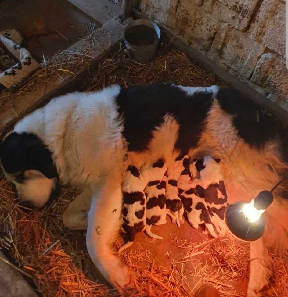 Femela ciobănesc de bucovina