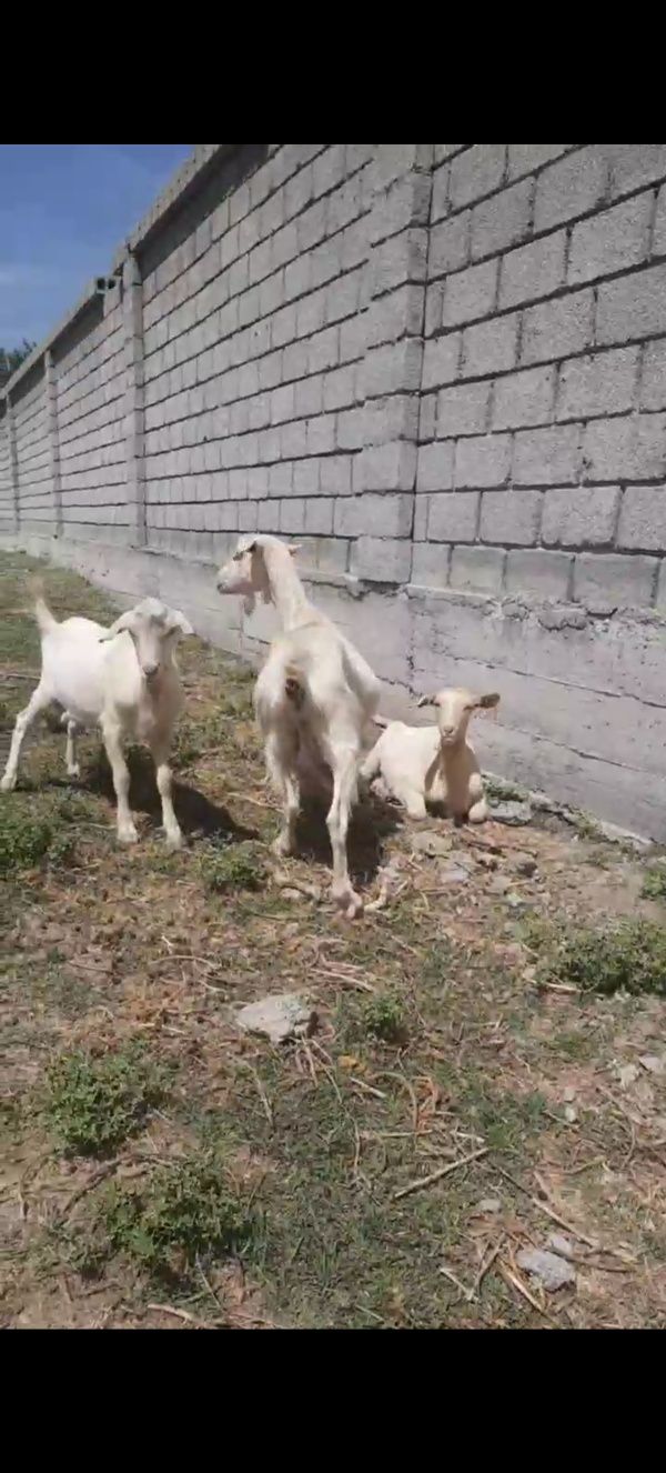Ечкилар болалари билан