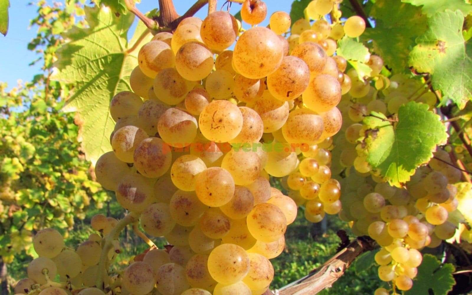 Vand struguri de vin diferite soiuri productie 2022