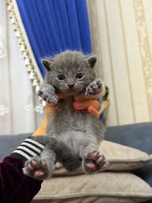 Котята (Шотландские вислоухие)