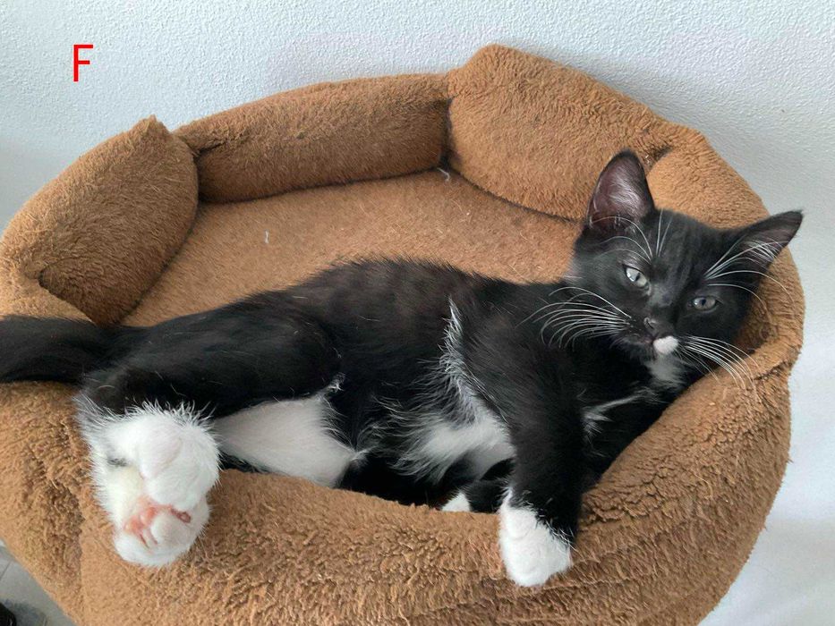 Pisicuta spre adoptie