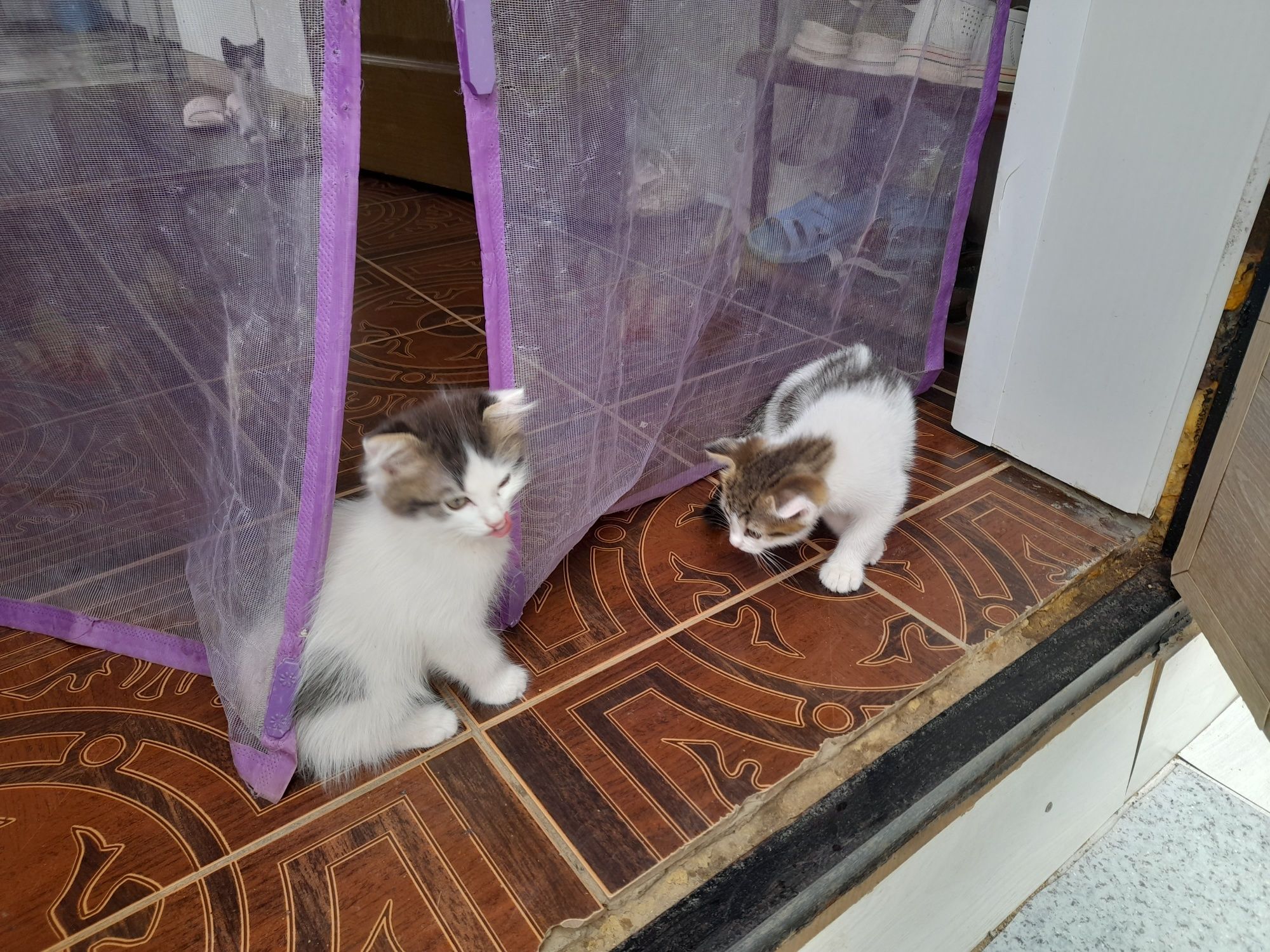 Бесплатно котята