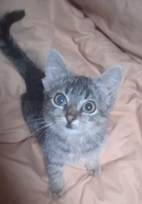 Котик, возраст 2 месяца.