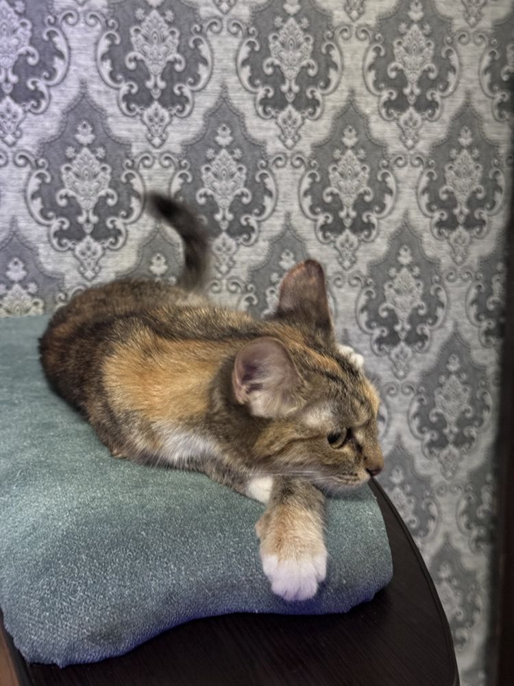 кошка мышелов  бесплатно