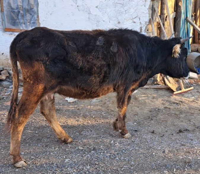 Кунажын  сатамын