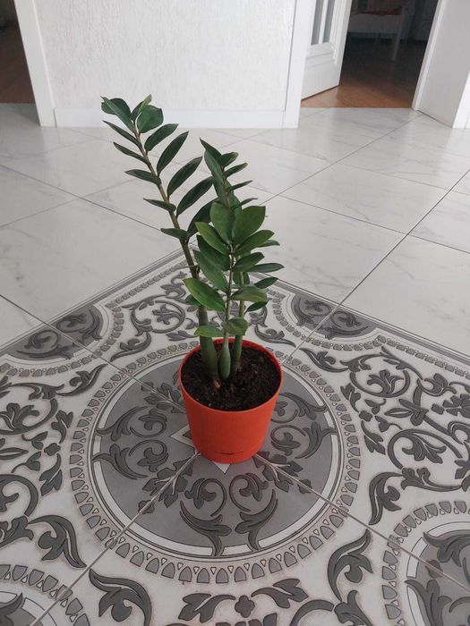 Долларовое дерево (Замиакулькас)