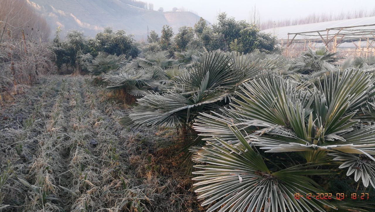 Пальма Трахикарпус Palma Trachycarpus gul