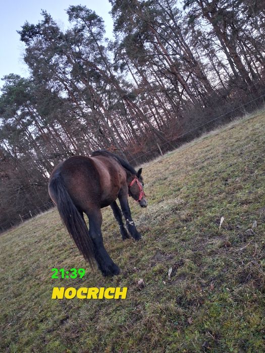 Caii jud sb comuna nocrich