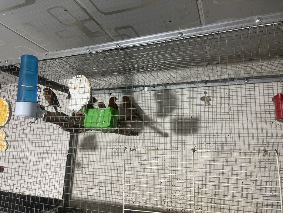 канарейка мода чорный красный мазайка