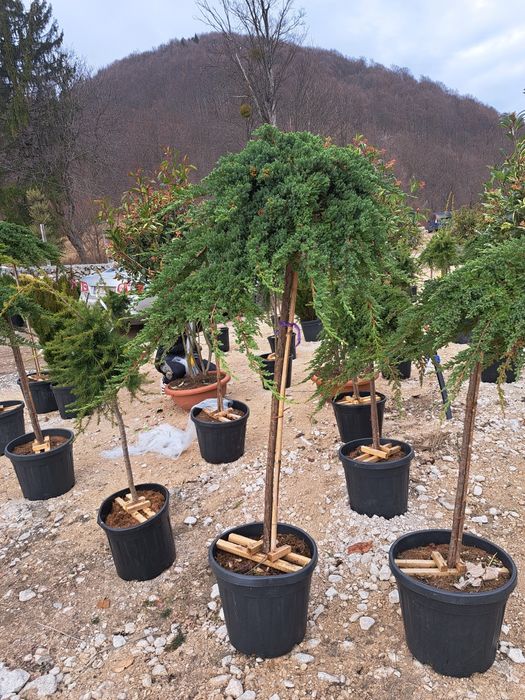 Vindem Tuia Leylandy,Magnoli,Măslini Copaci