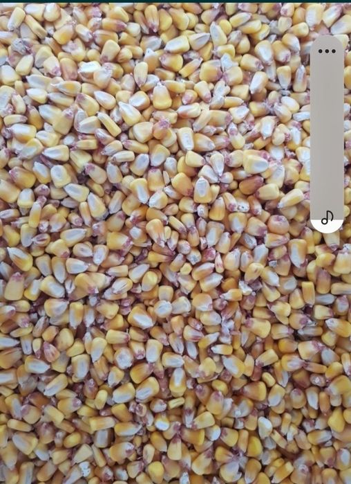 Vând porumb boabe la 1leu/kg. La cantitate mare negociabil.