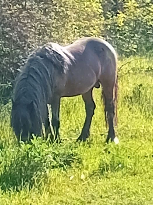 De vanzare sau schimb