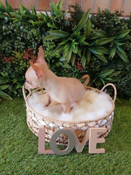 Chihuahua- 2 luni - Carnet de sanatate