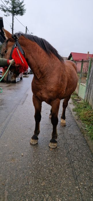 De vânzare mânz murg