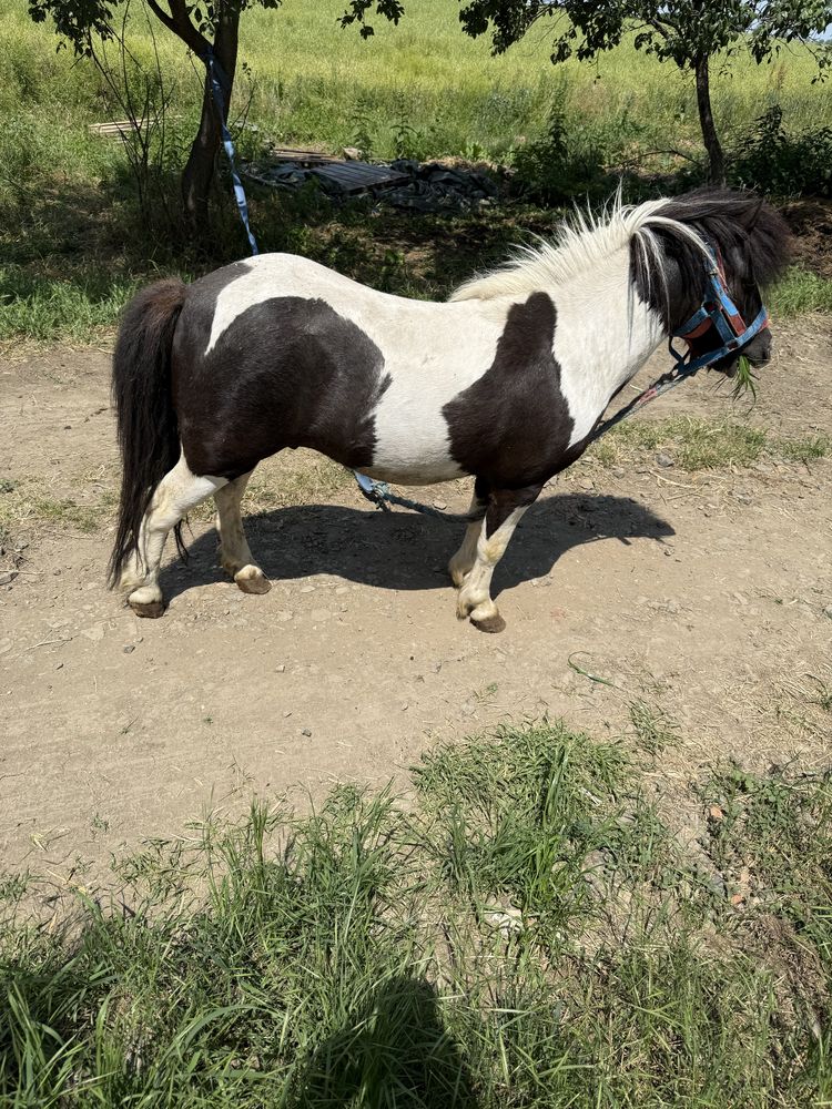 armasari de ponei pentru monta