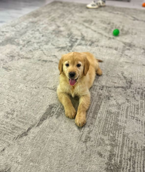 Vând golden retriever