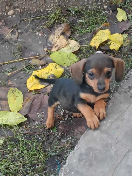 Pui Teckel dachshund