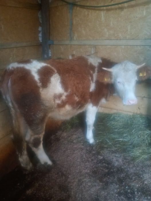 Vînd o vițea, cu acte în regulă, mai multe detalii la telefon.