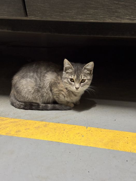 Котик ищет любящую семью