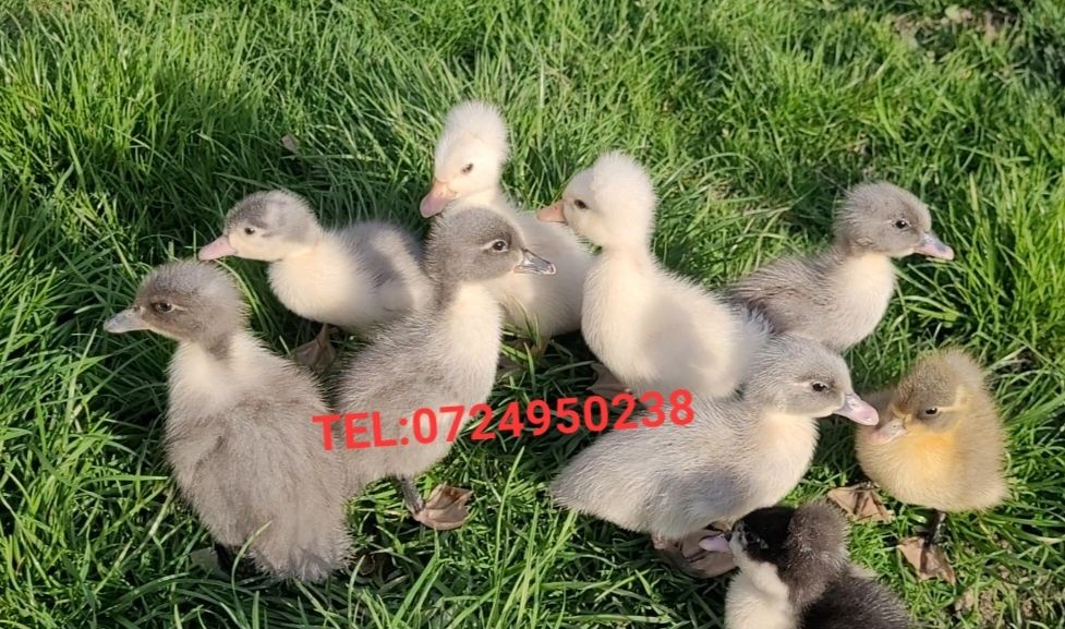 Boboci de rață pekin,polare și rate macaitoare românești