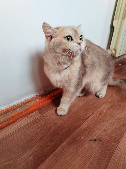 Породистые кот и вислоухая кошечка