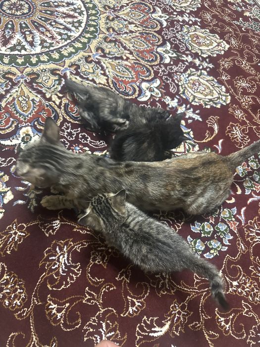 Яхши мушуклар тоза яхши қўлларга берилади