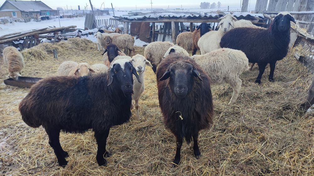 Продам кошкара 120 тыс