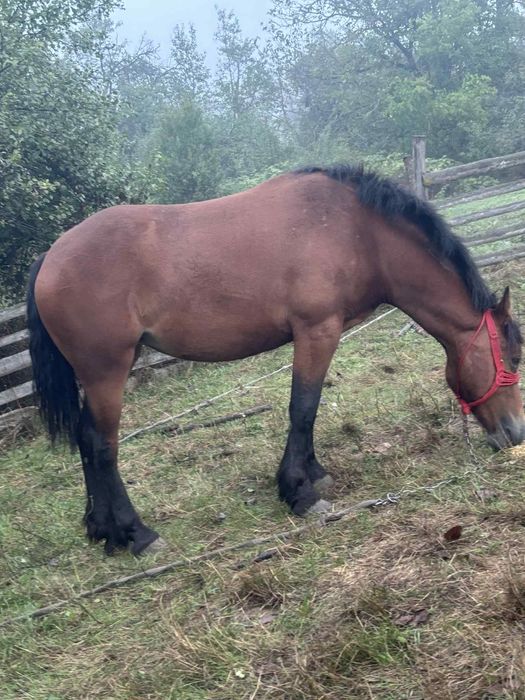 Vând mânză de 2 ani