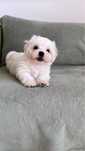 bichon maltez alb pur