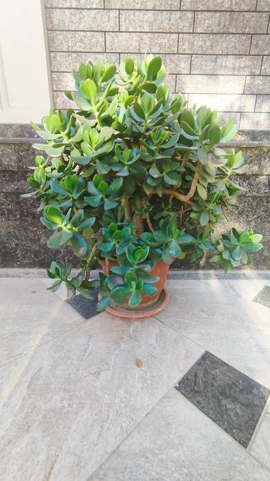 Dollar gull 3 yillik