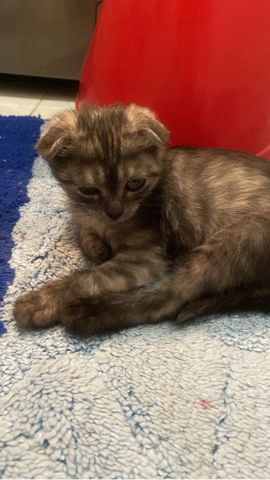 котенок с лотком