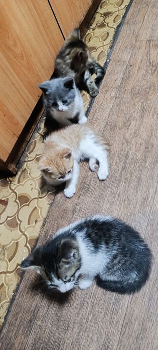 Отдам в добрые руки , 3и девочки рыжик мальчик