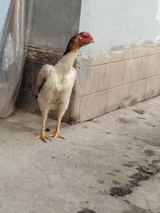 Dakan boboq tovuq Xitoy zoti zor 1tule 2oomin bolshi