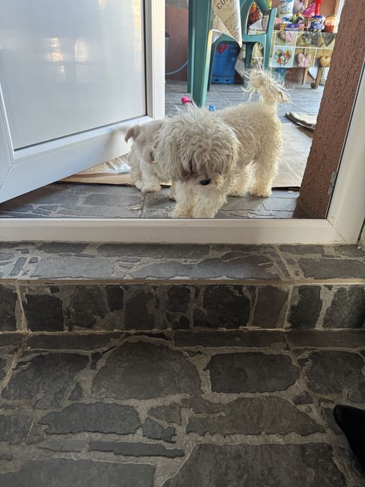 Bichon Maltez mini toy