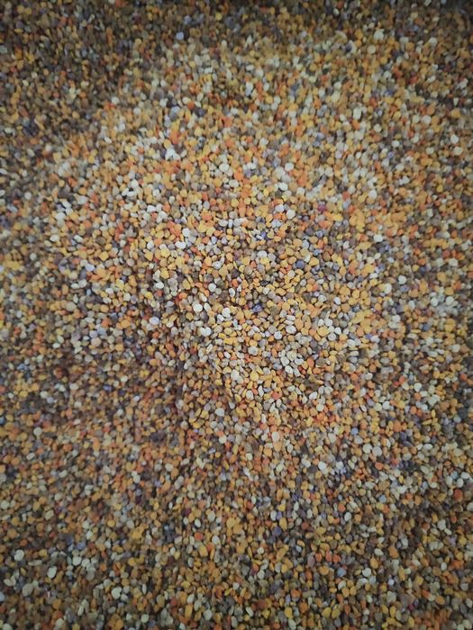 Polen crud poliflor congelat