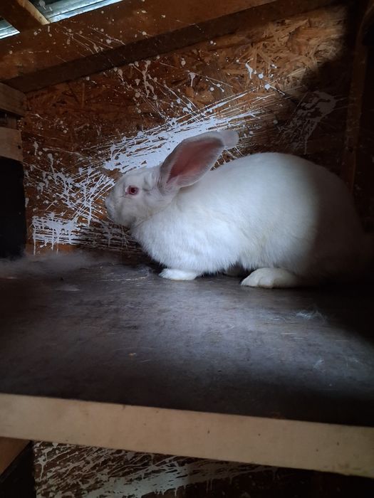 Vând iepuroaica 8 luni