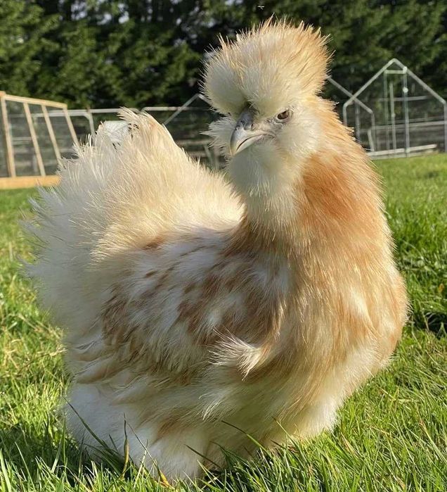 Gaini de matase japoneze Silkie (perechi, pui, oua)