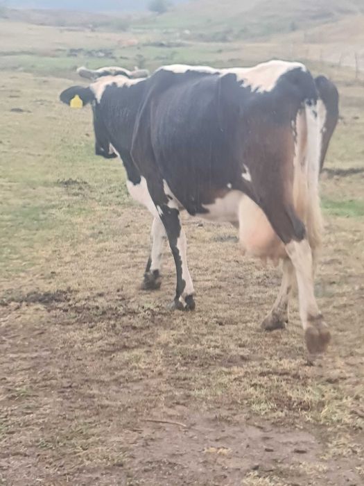 Vând vacă de lapte