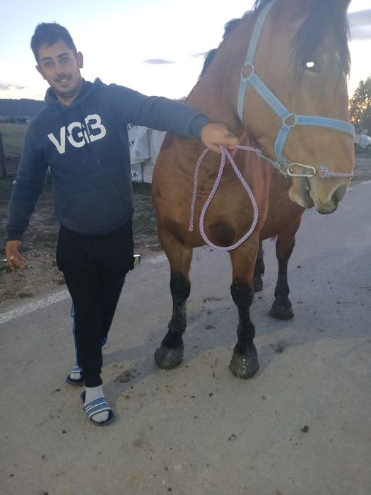 Mînza de vânzare 3 ani genstanta în luna 6