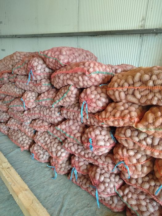 Cartofi de sămânță, roșii și albi