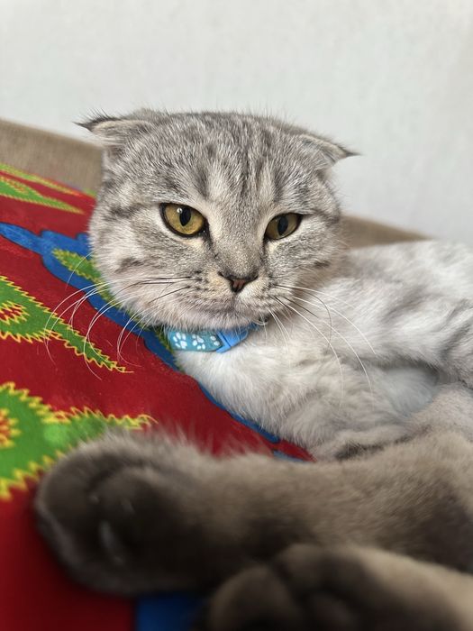 шотланский мысык 15 мн тг сатылады