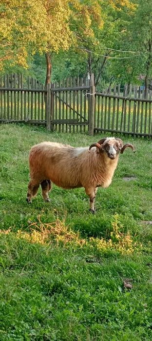 Vând o oaie și un berbec brez