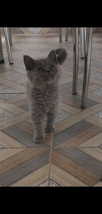 Pui pisica british shorthair