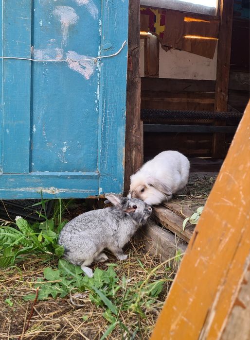 Декоративные кролики