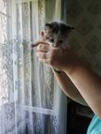 Отдам даром котенка