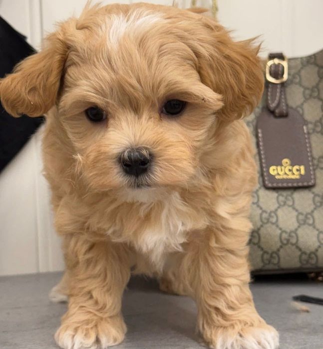 Maltipoo poodle pudel mini toy