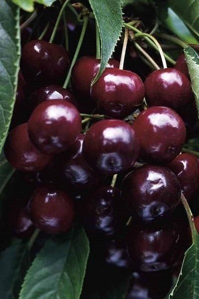 Pomi Fructiferi Pitici Dwarf (Cires )